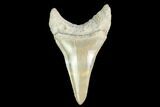 Fossil Mako Tooth - Lee Creek (Aurora), NC #142331-1